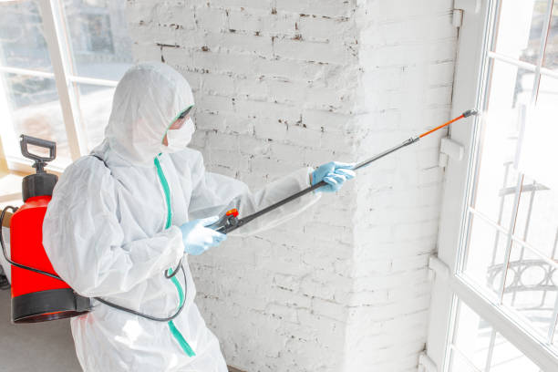 Best Asbestos and Lead Testing During Mold Inspection  in Islandia, NY