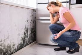 Islandia, NY Mold Removal & Remediation Company